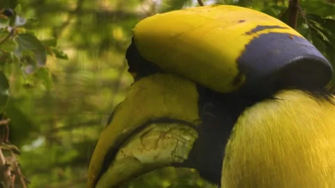 Close up of a large toucan bird Stock Footage 310007546