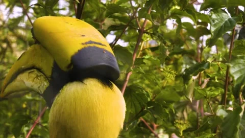 Close up of a large toucan bird Stock Footage 310007576