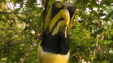 Close up of a large toucan bird Stock Footage 310007658