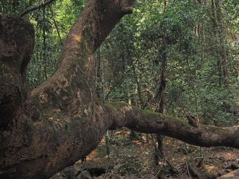 Close up of a large tree growing in the jungle Foto stock