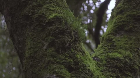 Close up of a large tree with moss in the trunk and soft rain falling. Tilt down 스톡 동영상 248330555
