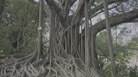 Close-up of large tree roots and trunk with intertwined aerial roots in a forest Stock Footage 298077722