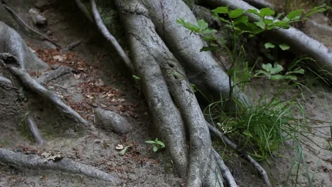 Close up of large tree roots Stock Footage