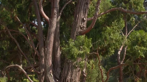 Close-Up of Large Tree Trunk and Branches in Sunlit Garden, Florence, Italy Stock Footage 341421403