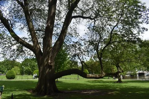 Close Up of a large tree trunk in Boston Park Stock Photos