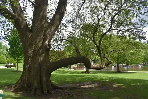 Close Up of a large tree trunk in Boston Park Stock Photos