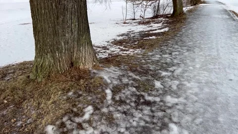 Close-up of a large tree trunk next to a slippery, icy path covered with melting Stock Footage 323533260
