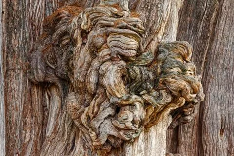 Close up of a large on a tree trunk Stockfoto's