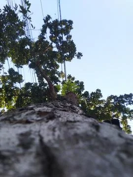 Close-up of a large tree trunk reaching towards the sky.	 Stock Photos
