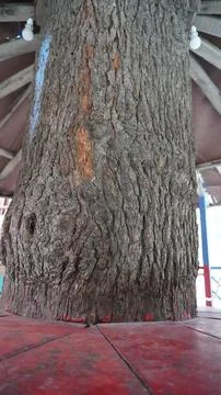 Close-up: large tree trunk, thick textured bark, standing on concrete floor. Stock Photos