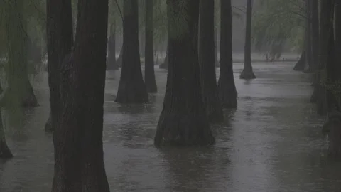 Close-up of a large tree on the water in a forest during heavy rain, 3 scene Stock Footage 337500478