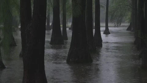 Close-up of a large tree on the water in a forest during heavy rain, 3 scene Stock Footage 337500988