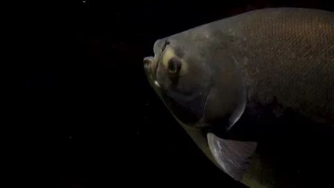Close-up of a large tropical fish swimming in dark deep water. The silver a.. Stock Footage 328713656