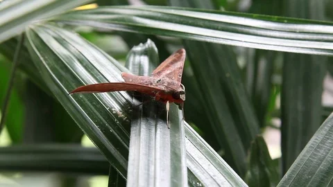 Close Up of Large Tropical Moth on Green Leaf Stock Footage 104417273