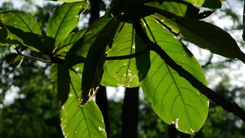 Close-up of large tropical tree leaves with visible veins Stock-Footage 336316353