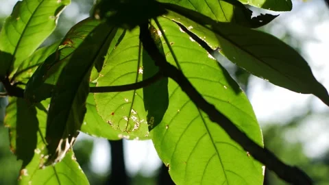 Close-up of large tropical tree leaves with visible veins Stock Footage 336316369