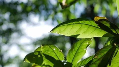 Close-up of large tropical tree leaves with visible veins Vidéo 336665485