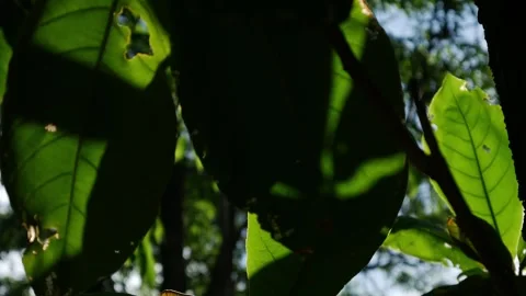 Close-up of large tropical tree leaves with visible veins Vidéo 336665498