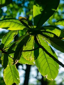 Close-up of large tropical tree leaves with visible veins backlit by sunlig.. Stock Photos