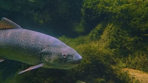 Close up of a large trout  Stock Footage 245034352