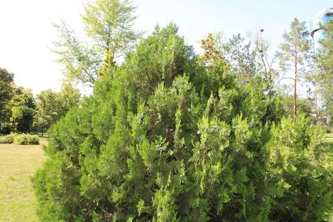 Close-Up of a Large Vibrant Bush Stock Photos