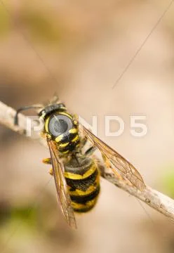 Close-up of large wasp on thin branch Stock Illustration