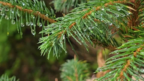 Close up of large water drops hanging on pine needles after rain Stock-Footage 345684149