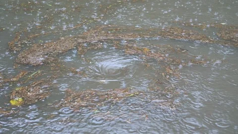 Close-up of a large whirlpool on the surface of the water during the rain. Stock Footage 96025066
