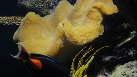 Close up of a large white anemone  Stock Footage 299635387