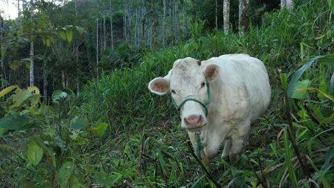 Close up of a large white cow that is looking curiously at the camera and is Stock Footage 142758469