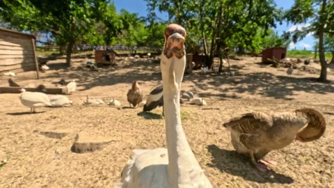 Close-up of Large White Goose with Orange Beak Standing in Sunny Outdoor Stock Footage 328304743