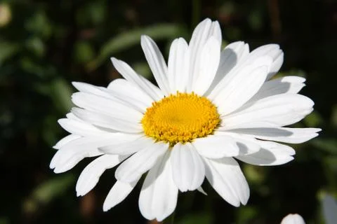 Close-up of large white ox-eye daisies (leucanthemum vulgare) Stock Photos