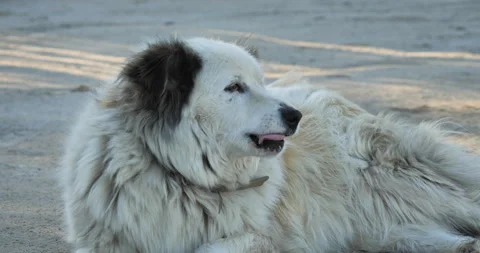 Close-up of a large white stray dog Видео 135784607