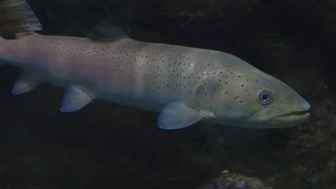 Close up of a large white trout  Stock Footage 241018395