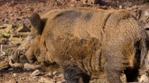 Close up of large wild boar pig Stock Footage 124551036