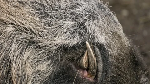 Close-Up of Large Wild Boar Tusks – 4K Wildlife Stock-Footage 320975017