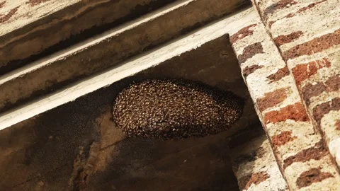 Close up of Large Wild tropical Bee Hive of Giant Honey Bees Nesting Under Roof Stock Footage 312663453