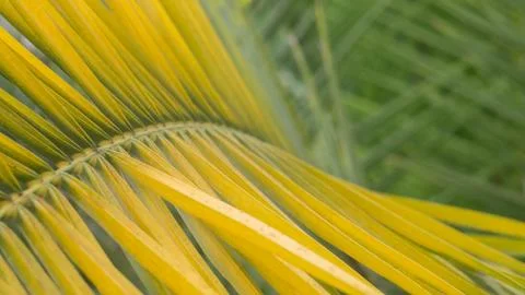 Close-up of a large, yellow palm leaf Stock Photos