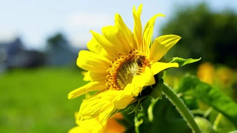 A close-up of a large yellow sunflower on which a bee is sitting. Stock Footage 256646215