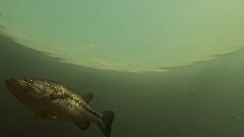 A close-up of a largemouth bass just beneath the surface of a lake. Stock Footage 283304140