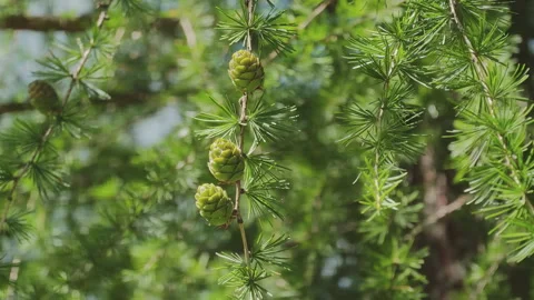 Close up of a Larix decidua branch, also known as European larch, with its Stock Footage 346410763