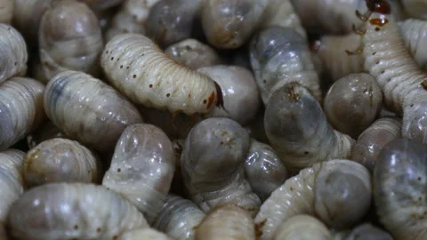 Close up of Larva of the bug named Cetonia pilifera Видео 162642131