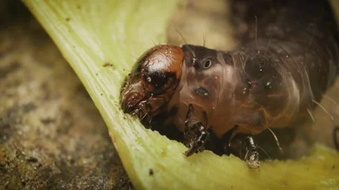 Close up of larva of Eupsilia transversa, the satellite, feeding. Stock Footage 314561262