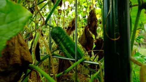 Close up of last of cucumber fruit hanging from yellowing vine Video stock 331831208
