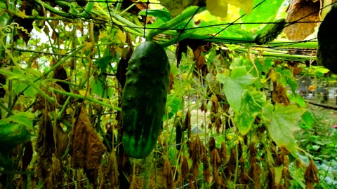 Close up of last of cucumber hanging from vine suspended on bird net Video stock 331830156