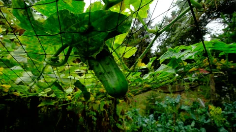 Close up of last of cucumber stuck in bird net - showing more withering plants Video stock 331830374