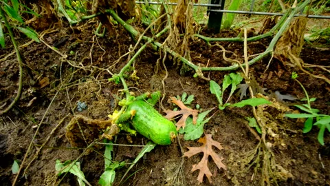 Close up of last of cucumbers laying on ground still attached to vine Video stock 331828969