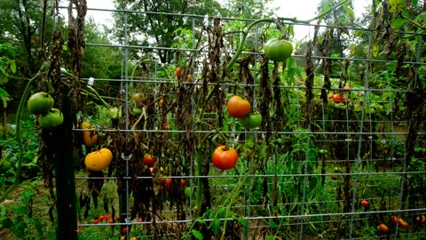 Close up of last maturing and unripe tomatoes hanging from dying vines Video stock 331829317