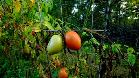 Close up of last unripe and maturing plum tomatoes hanging from dying vines Video stock 331834502