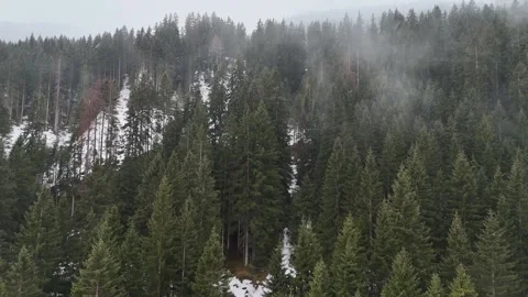 Close-Up Lateral Drone Flight Over Snowy Pine Trees in Foggy South Tyrol Vídeo Stock 336187537